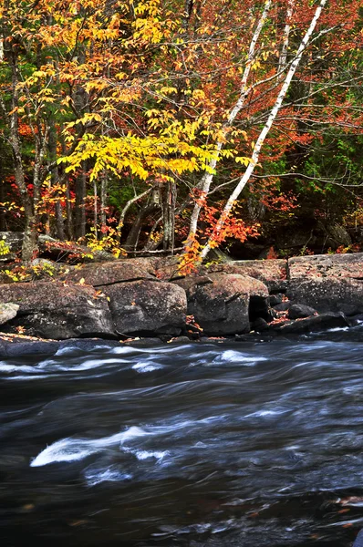 Fall forest and river landscape — Stock Photo, Image
