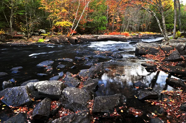 Осенний лес и речной пейзаж — стоковое фото