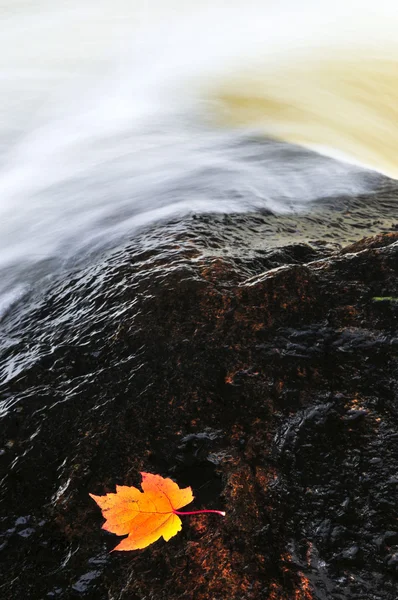 Лист, що плаває в річці — стокове фото