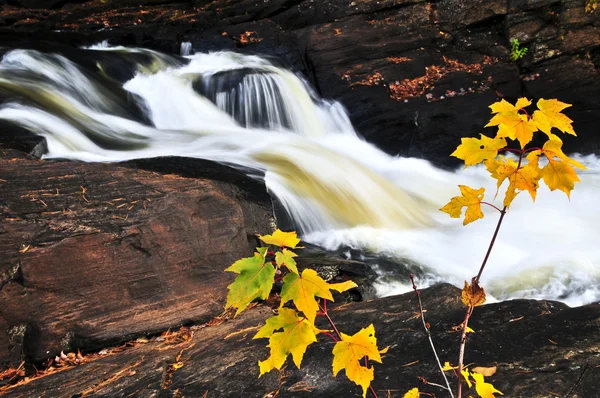 Rio da floresta no outono — Fotografia de Stock