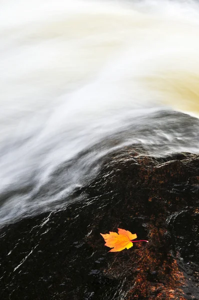 Leaf floating in river — Stock Photo, Image