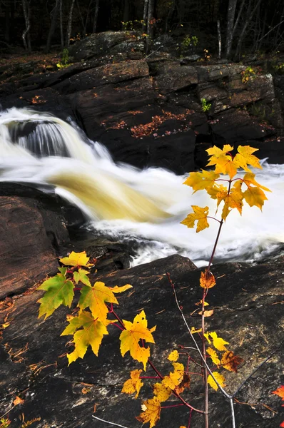 Forest river in de herfst — Stockfoto