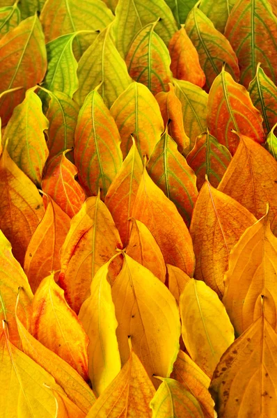秋の紅葉 — ストック写真