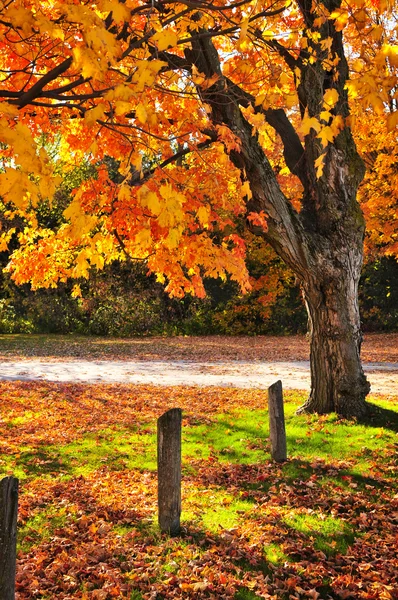 Осенний клен возле дороги — стоковое фото