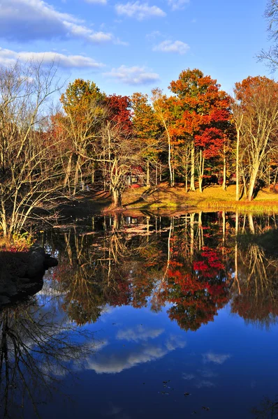 秋の森の反射 — ストック写真