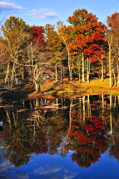 Réflexions de forêt d'automne — Photo