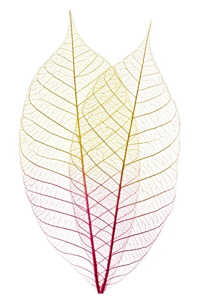Skeleton leaves — Stock Photo, Image