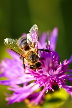 Bal arısı knapweed üzerinde