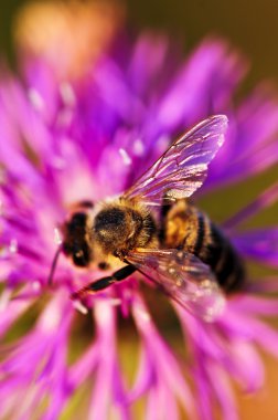 Bal arısı knapweed üzerinde