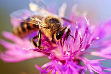 Bal arısı knapweed üzerinde