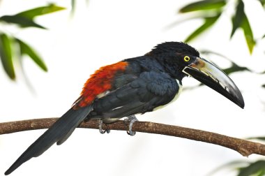 Collared Aracari toucan clipart