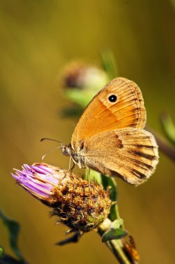 knapweed çayır kahverengi kelebek