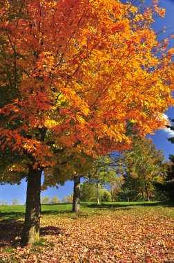 Autumn maple tree clipart