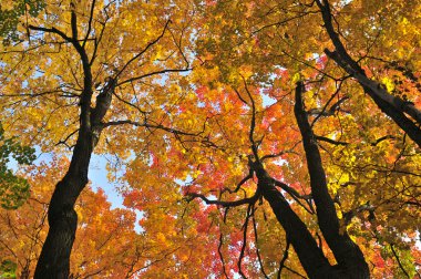 Autumn maple trees clipart