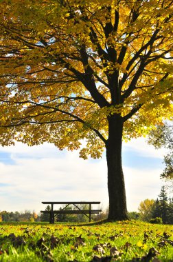 Autumn trees clipart