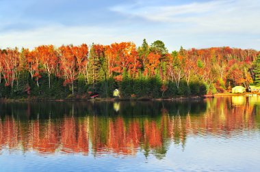 Fall forest reflections