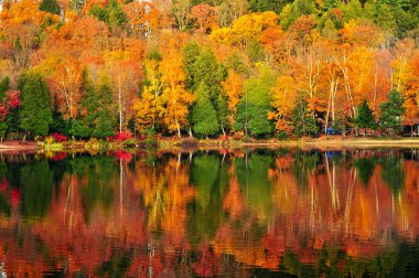 Fall forest reflections clipart