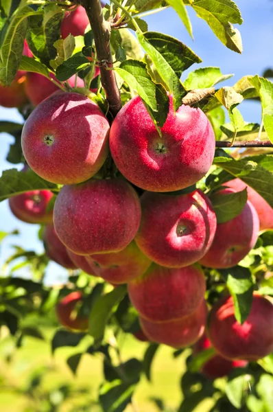 Äpfel am Baum — Stockfoto