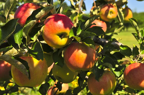 Μήλα στο δέντρο — Φωτογραφία Αρχείου