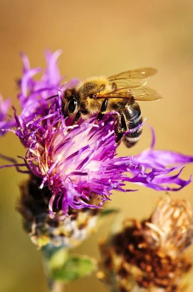 Abeja de miel en Knapweed — Foto de Stock