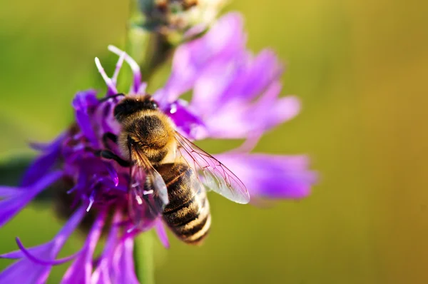 Медовая пчела на водорослях — стоковое фото