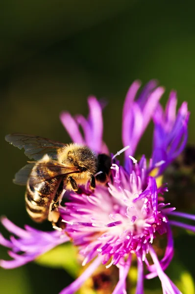 Honey bee på knapweed — Stockfoto