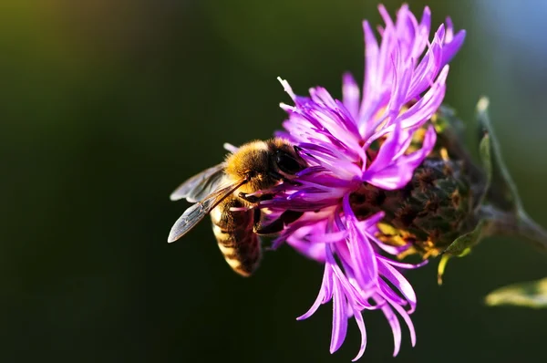 Honey bee på knapweed — Stockfoto