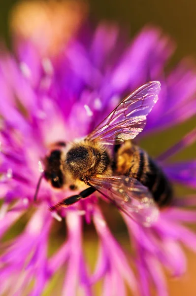 蜜蜂的矢车菊 — 图库照片