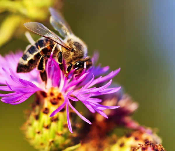 蜜蜂的矢车菊 — 图库照片
