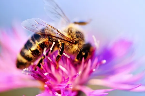 Pszczoła miodna na chaber — Zdjęcie stockowe