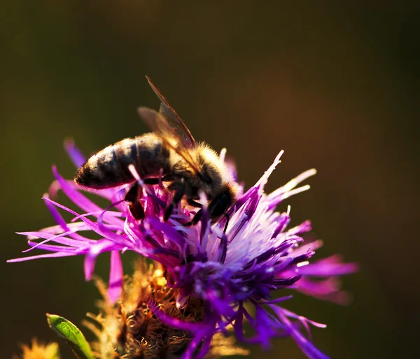 Abeja de miel en Knapweed — Foto de Stock