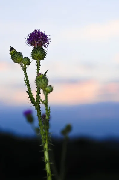 Solnedgång med tistel blomma — Stockfoto