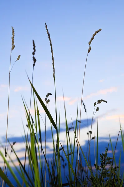 日没時の草します。 — ストック写真