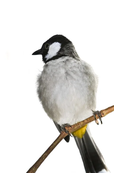 Белоухая бульбульская птица — стоковое фото