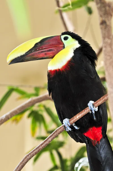 Kestane mandibled toucan — Stok fotoğraf