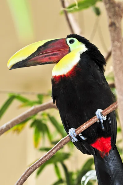 Castanha mandíbula tucano — Fotografia de Stock