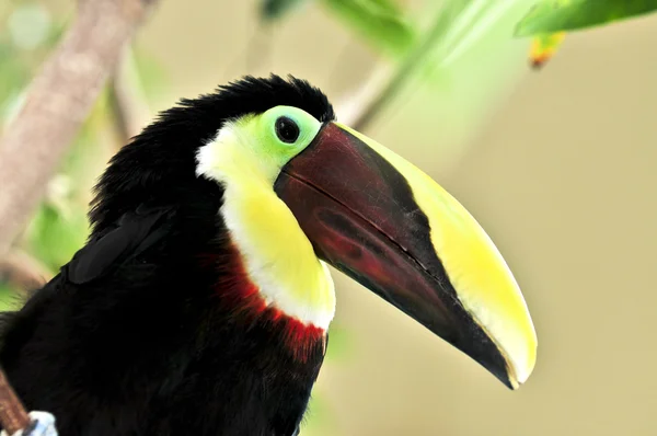 Καστανιάς mandibled toucan — Φωτογραφία Αρχείου