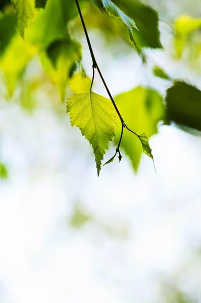 緑の葉を持つ枝 — ストック写真