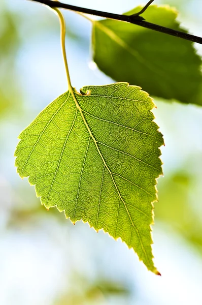 Větev se zelenými listy — Stock fotografie