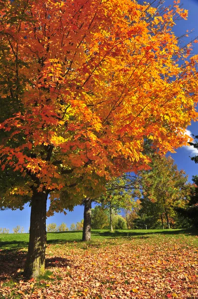 Осенний клен — стоковое фото