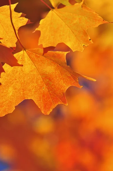 Fall maple leaves — Stock Photo, Image