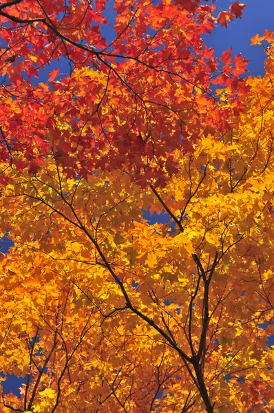 Podzimní strom javor — Stock fotografie