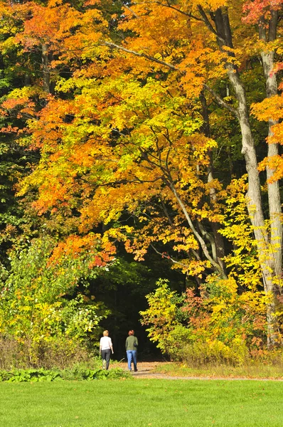 Jesień klon drzewo — Zdjęcie stockowe