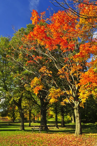 Árvores de outono — Fotografia de Stock