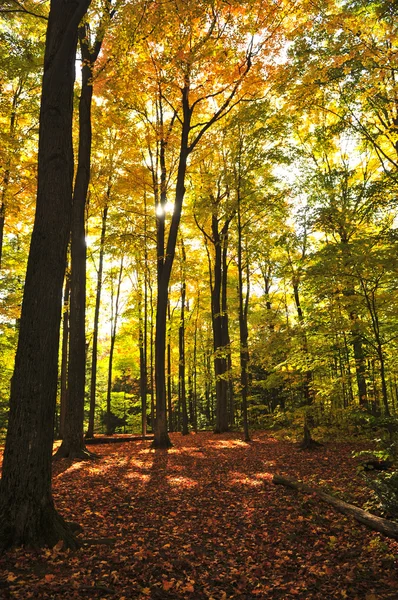 Hösten skogen — Stockfoto