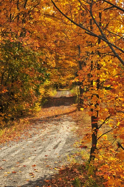 Foresta d'autunno — Foto Stock