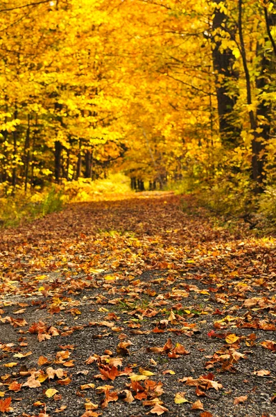 Caminho de outono — Fotografia de Stock