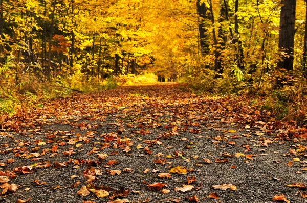 Chemin d'automne — Photo