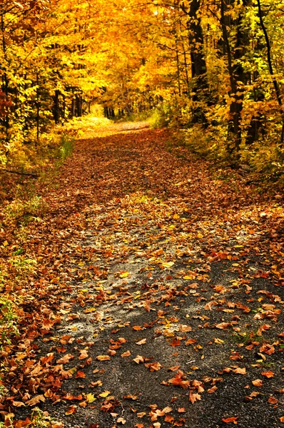 Höstens väg — Stockfoto