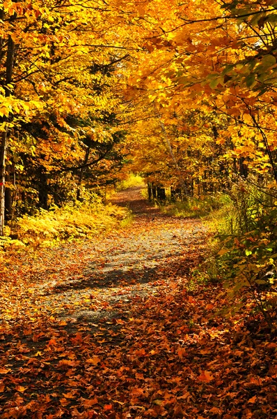 Podzimní cesta — Stock fotografie